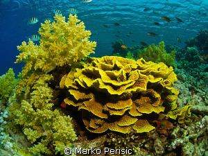 RED SEA REEF by Marko Perisic 